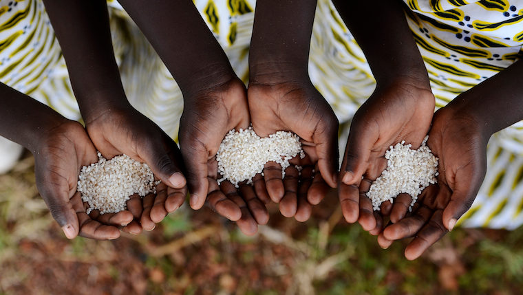 Group of African Black Children Holding Rice Malnutrition Starvation Hunger