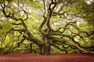 Stunning ancient Oak tree located on John's Island, just outside of Charleston, SC. A local natural landmark, open to the public. Golden tones applied to image.